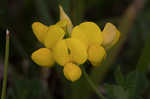 Bird's-foot trefoil